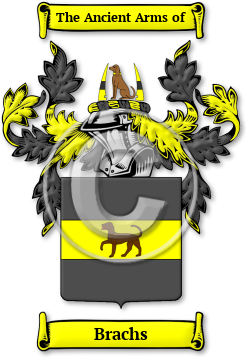 Brachs Family Crest Download (jpg) Legacy Series - 150 DPI