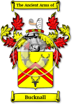 Bucknall Family Crest Download (jpg) Legacy Series - 150 DPI
