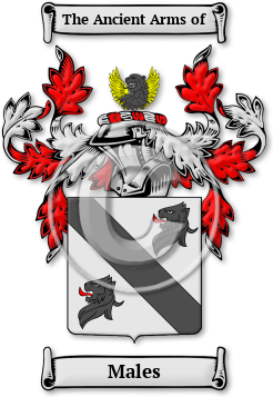 Males Family Crest Download (jpg) Legacy Series - 150 DPI