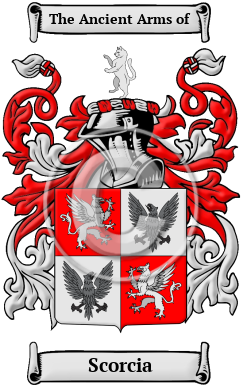 Scorcia Family Crest/Coat of Arms