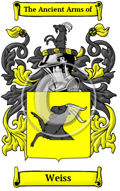 Weiss Family Crest Download (JPG) Heritage Series - 600 DPI