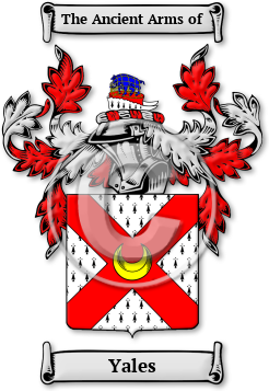 Yales Family Crest Download (JPG) Legacy Series - 600 DPI